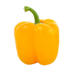 黄色甜椒苗子苗灯笼辣椒阳台四季秧彩椒蔬菜幼苗秧苗菜苗种苗孑