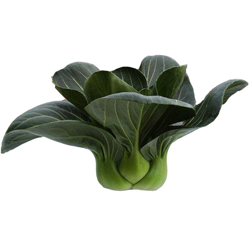矮脚青梗菜种子种籽秋季高产小油菜青菜籽种四季菜孑菜籽菜种买