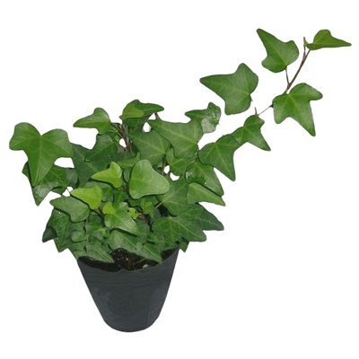 耐寒花卉植物四季常青不落叶