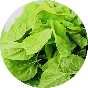 【蚕菇凉】新鲜桑叶小蚕吃特嫩桑叶蚕宝宝饲料食物桑树叶顺丰空运