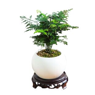 文竹盆栽植物办公室内摆件水养水培绿植小盆景造型创意大文竹花苗