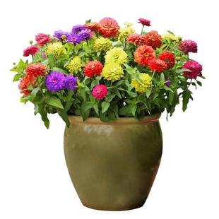 野花组合花种子打造室外美丽乡村花海景观阳台盆栽四季种花卉种籽