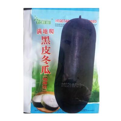 蔬菜种满地爬黑皮冬瓜大型种高产