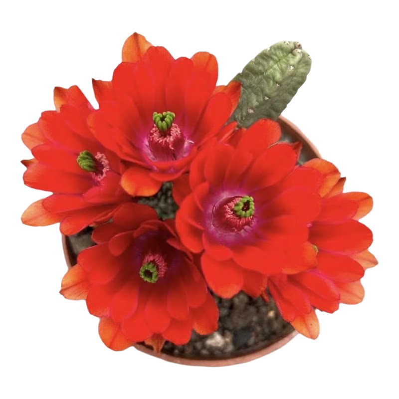无刺红花桃太郎仙人球仙人球阳台多肉植物