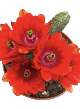 无刺红花桃太郎仙人球仙人球阳台室内桌面花卉绿植四季多肉