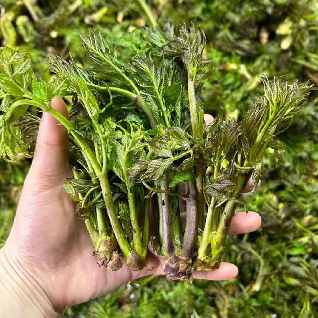 【头茬刺嫩芽】东北特产新鲜山野菜刺嫩芽刺老芽刺龙芽蘸酱菜顺丰