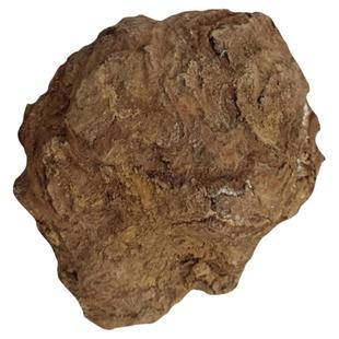 云南野生松根白茯苓深山采挖新鲜湿茯苓正宗云茯苓包邮山药