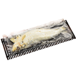 老宁波三刨咸力鱼梅香咸鱼咸鱼干腌制臭香力鱼咸鳓鱼白鳞鱼咸香鱼