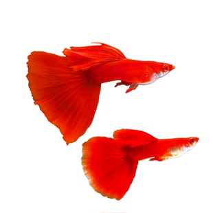 精品美国全红孔雀鱼活鱼热带鱼苗观赏鱼小型凤尾鱼大尾巴好养耐活