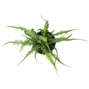 花与花器 耐寒蕨类植物 花园花镜庭院南北方地栽能过冬宿根多年生