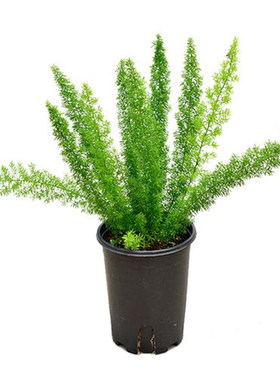 狐尾天门冬盆栽四季常青花卉植物