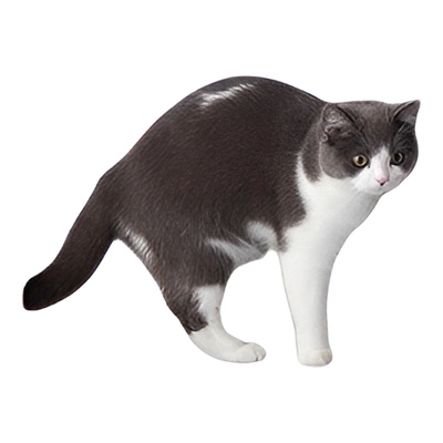 皇家猫粮室内成猫I27英短蓝猫