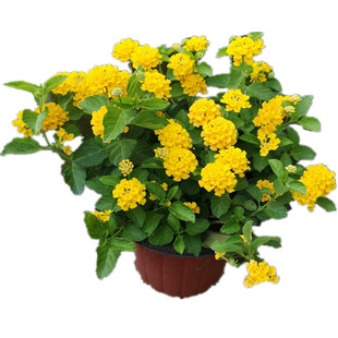 五色梅盆栽蔓藤马缨丹庭院花卉耐热耐晒夏季花卉花期长花苞多包邮