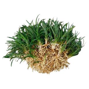 新采麦冬草种子玉龙草四季常青绿化种子籽多年生宽叶日本矮麦冬苗