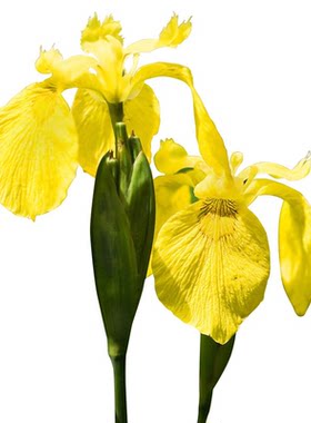 雏菊花种籽子四季播种开花太阳花洋桔梗阳台花籽蔷薇花种子格桑花