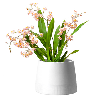 梦香兰香水文心兰带花苞冬季好养客厅办公桌面浓香花卉盆栽光宗粉