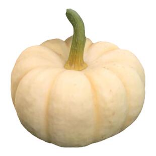 黄贝贝迷你南瓜种子四季板栗蔬菜种种孑籽盆栽四季春夏秋禾之元