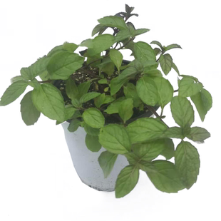 柠檬香蜂草可食用香草植物盆栽克拉香草柠檬薄荷食用泡水口感好