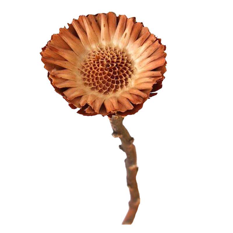 久伴侘寂复古天然干花真花花束永生花客厅桌面花瓶插花装饰摆件
