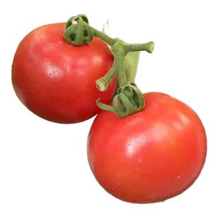 北京密云后焦坞原味一号鲜食西红柿番茄有籽自然熟脆感酸甜爆汁