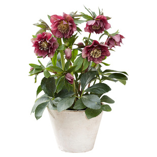 天狼铁筷子圣诞玫瑰耐寒植物冬春季稀有花卉盆栽