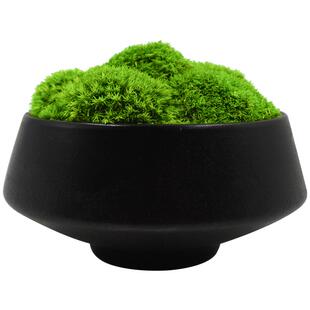 新中式免浇水永生苔藓盆景仿真植物假盆栽青苔酒店桌面花艺摆件