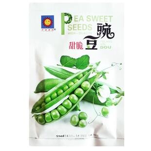 甜脆青豌豆种子水果型吃壳厚肉甜豆荷兰豆籽秋季播阳台蔬菜种孑