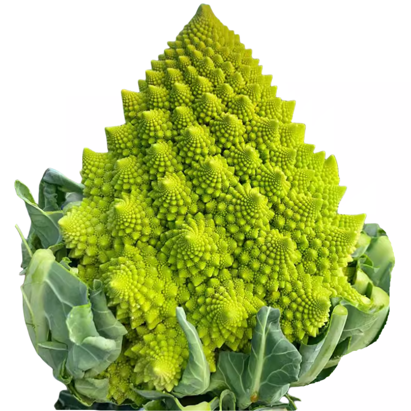 花椰菜种子苗宝塔菜秋后紫色花菜菜花西兰花种子种籽西蓝花孑籽种
