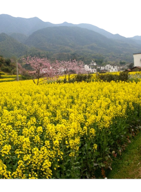 老品种高产耐寒油菜籽