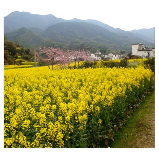 老品种高产油菜籽种子观赏油菜花种榨油油菜籽种北方耐寒花草种子