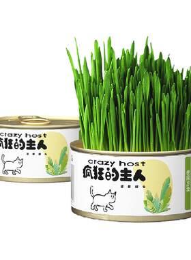 疯狂的主人无土猫草开罐即种