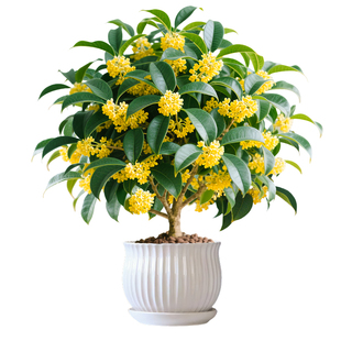 丹金桂四季桂花树苗阳台盆栽地栽庭院种植浓香型适合懒人养的花卉