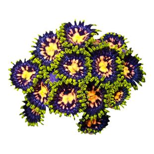 小纽扣珊瑚活体拼盘海水鱼缸海水观赏鱼鱼珊瑚缸非海葵新手试水