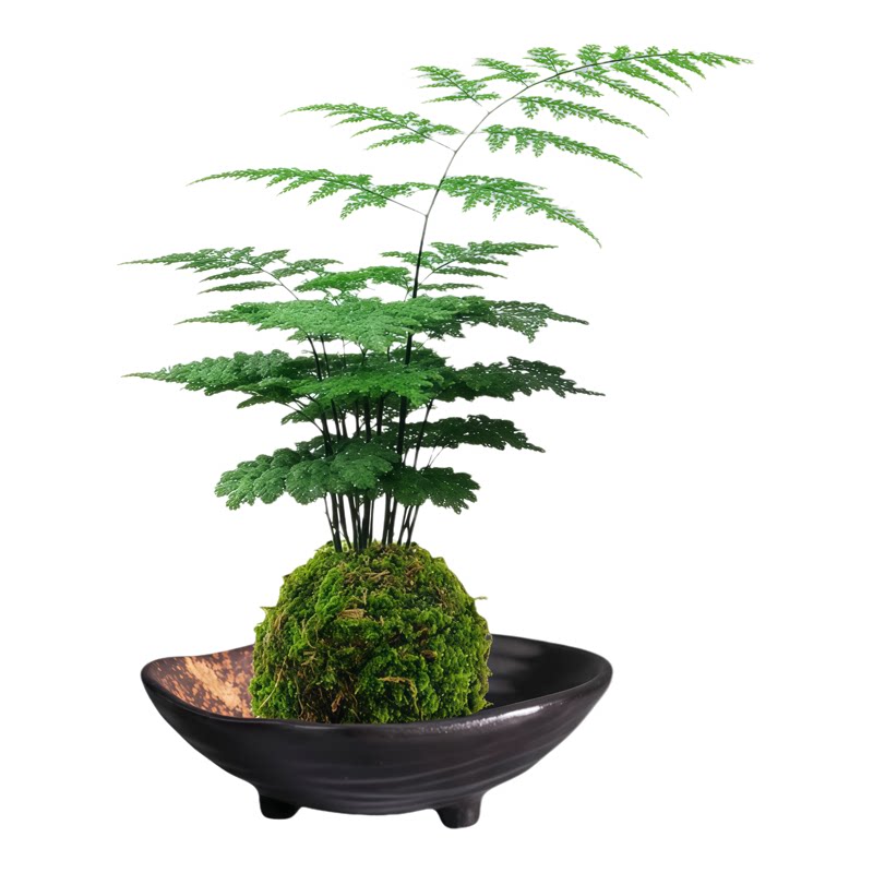 文竹盆栽绿植室内苔藓球植物造型盆景云竹带盆客厅办公室摆件好养