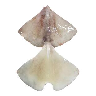 鱿鱼尾阿根廷鱿鱼耳新鲜船冻原料尾鱿鱼翅铁板鱿鱼火锅酒店食材