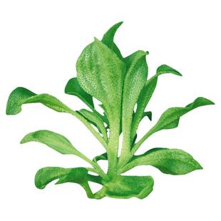 水晶冰菜种子盆栽蔬菜种籽种冰草苗四季秋冬季菜种籽大全冰莱种孑