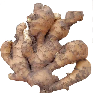 云南小黄姜种 姜种带芽 生姜老姜大姜秧苗姜苗种植苗山东种子种籽