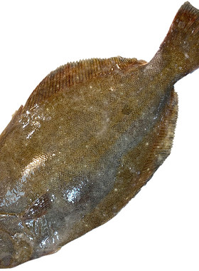 当天上岸超大鸦片鱼鲽鱼野生海鲜