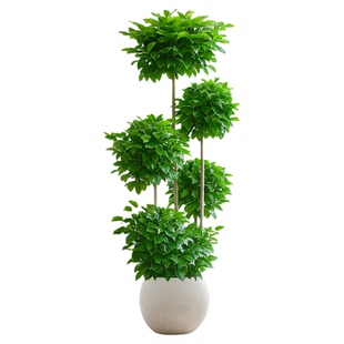 大型多层幸福树客厅大树形盆栽绿植室内植物花卉老桩高级感真盆景