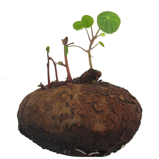 红藤山乌龟金不换地不容爬藤植物办公室多肉盆栽圆叶花卉水培绿植