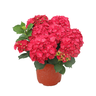 海蒂的花园 大花绣球闪电矮小紧凑阳台布置庭院植物花卉盆栽花苗