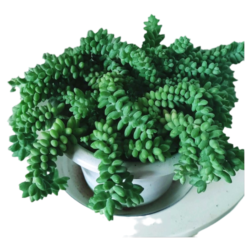 新玉缀玉坠多肉盆栽群生多头肉肉植物老桩组合绿植室内垂吊多肉花