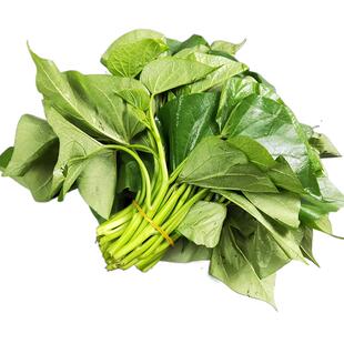 食叶型红薯尖红苕尖地瓜叶食用番薯叶嫩芽新鲜蔬菜芽苗菜现摘现发