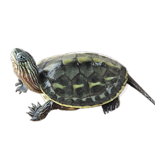 珍珠龟宠物小乌龟活物中华草龟巴西龟活体花龟好养耐活龟苗观赏龟