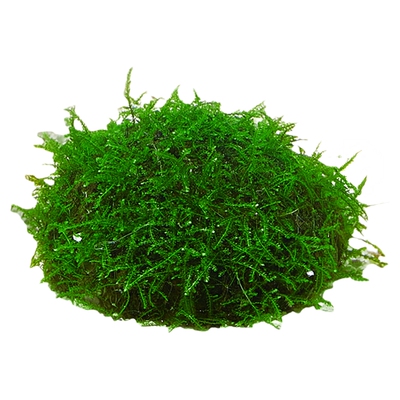 莫斯半球丨入缸成景丨无需打理