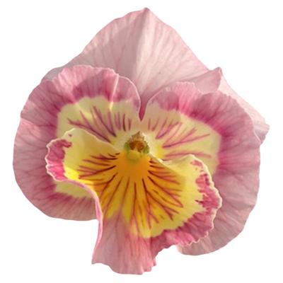 盆栽西尔布里耶角堇盆栽