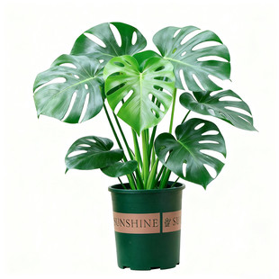 龟背竹盆栽土培老桩大苗室内客厅办公室花卉绿植桌面净化空气植物