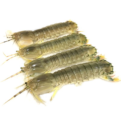 丹东特大活发带膏皮皮虾