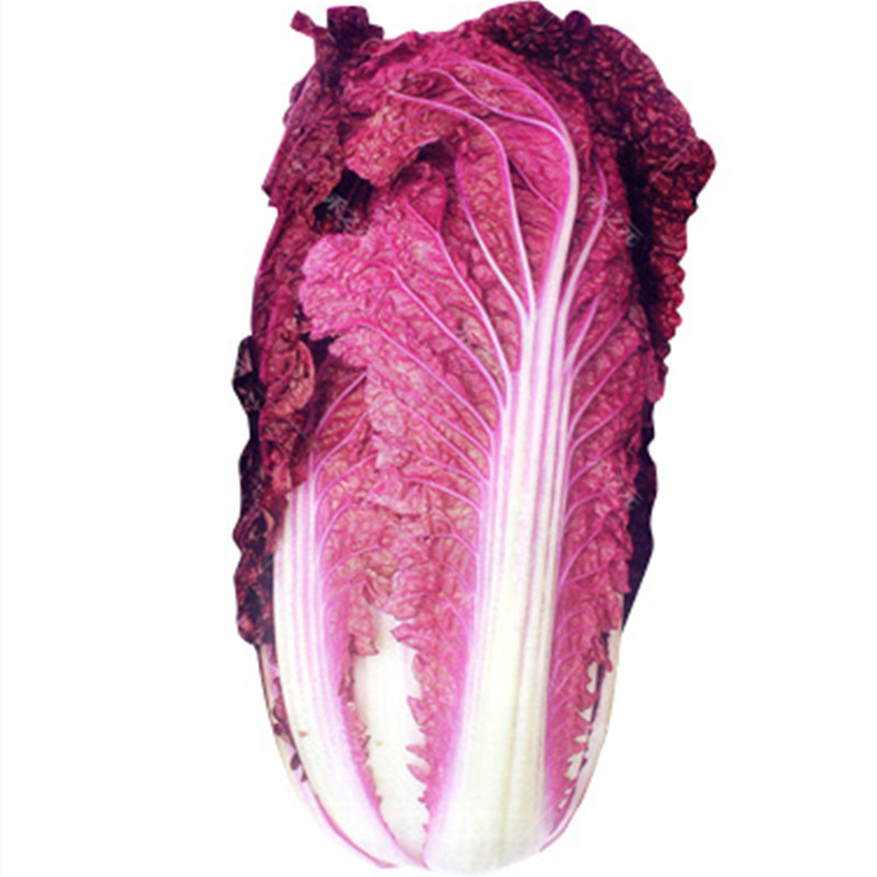 紫宝紫白菜种子大白菜紫裔色蔬菜高产春秋四季蔬基地秋季播甜冬籽