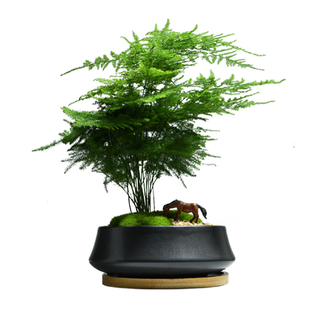 文竹室内小盆栽云竹盆景四季常青绿植客厅耐阴花卉办公室桌面植物